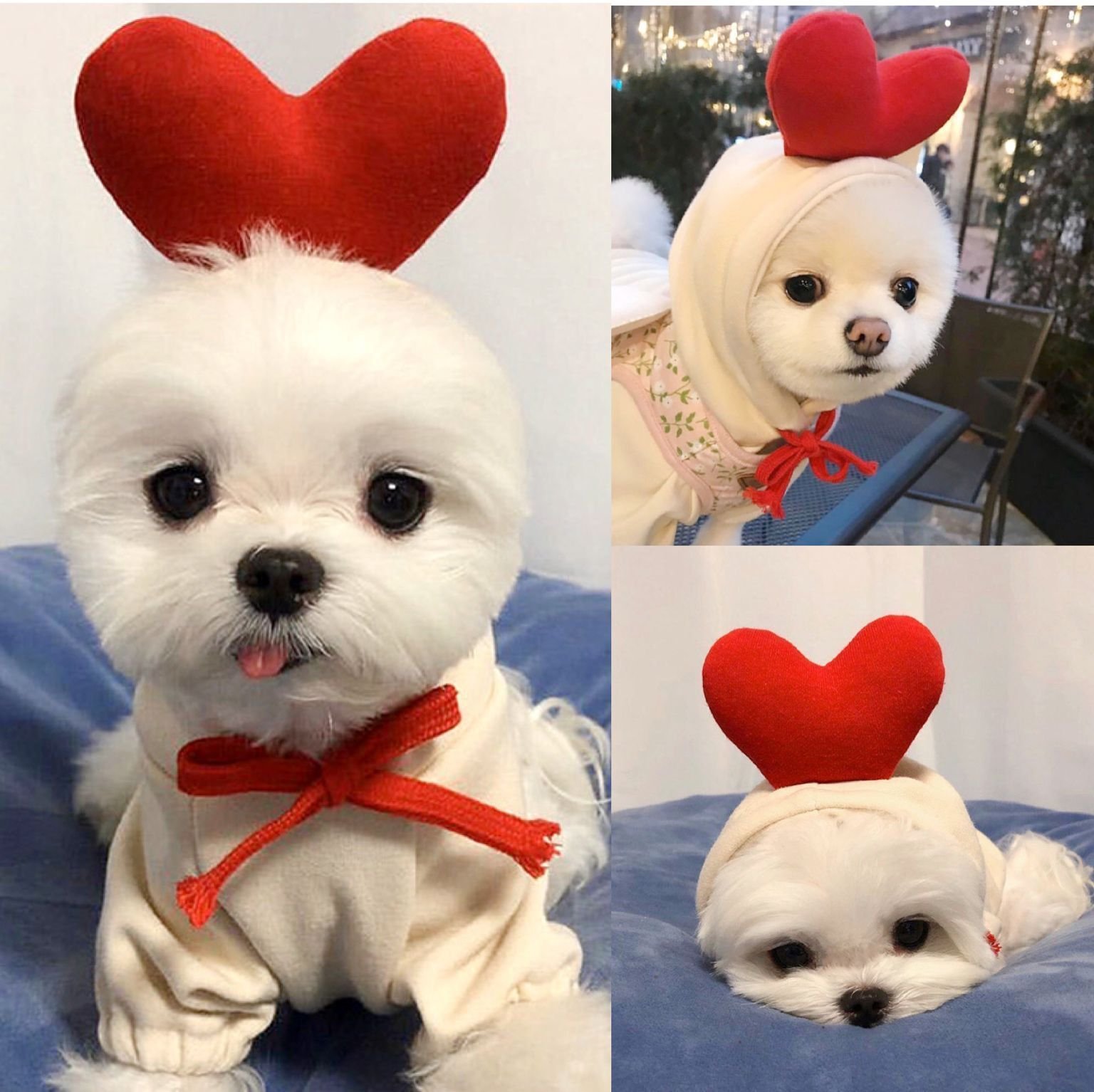 Cute Fruit Hoodie For Pets - Image 2