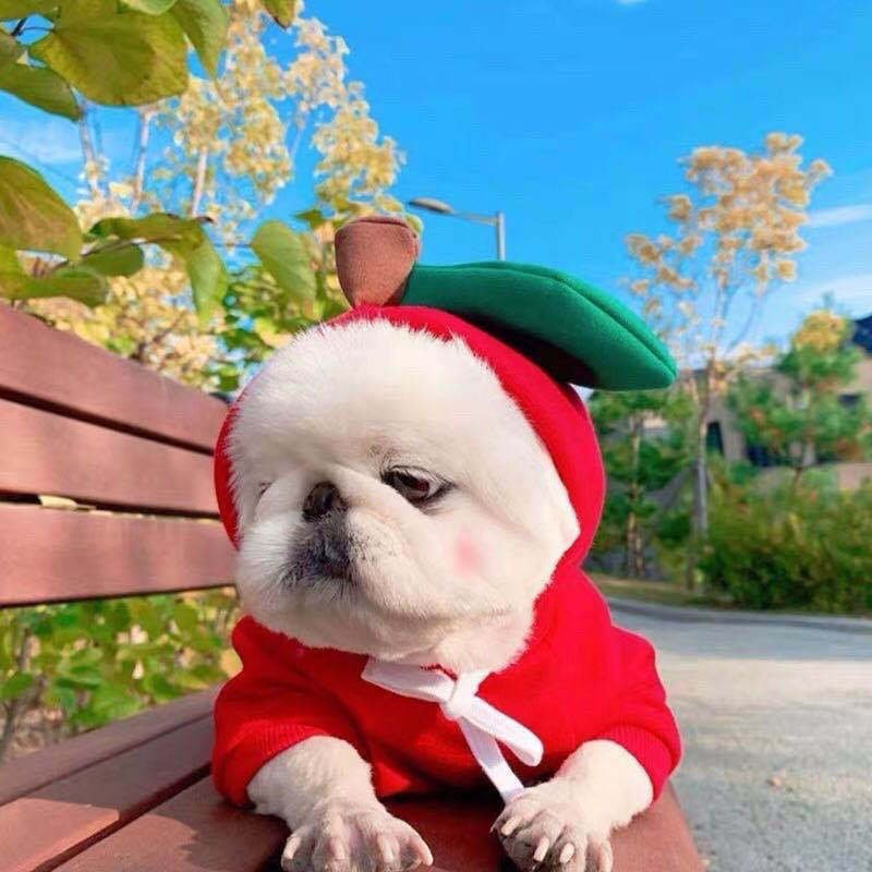 Cute Fruit Hoodie For Pets - Image 8